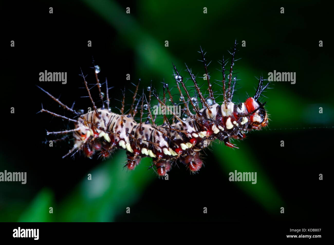Venomous caterpillar hires stock photography and images Alamy