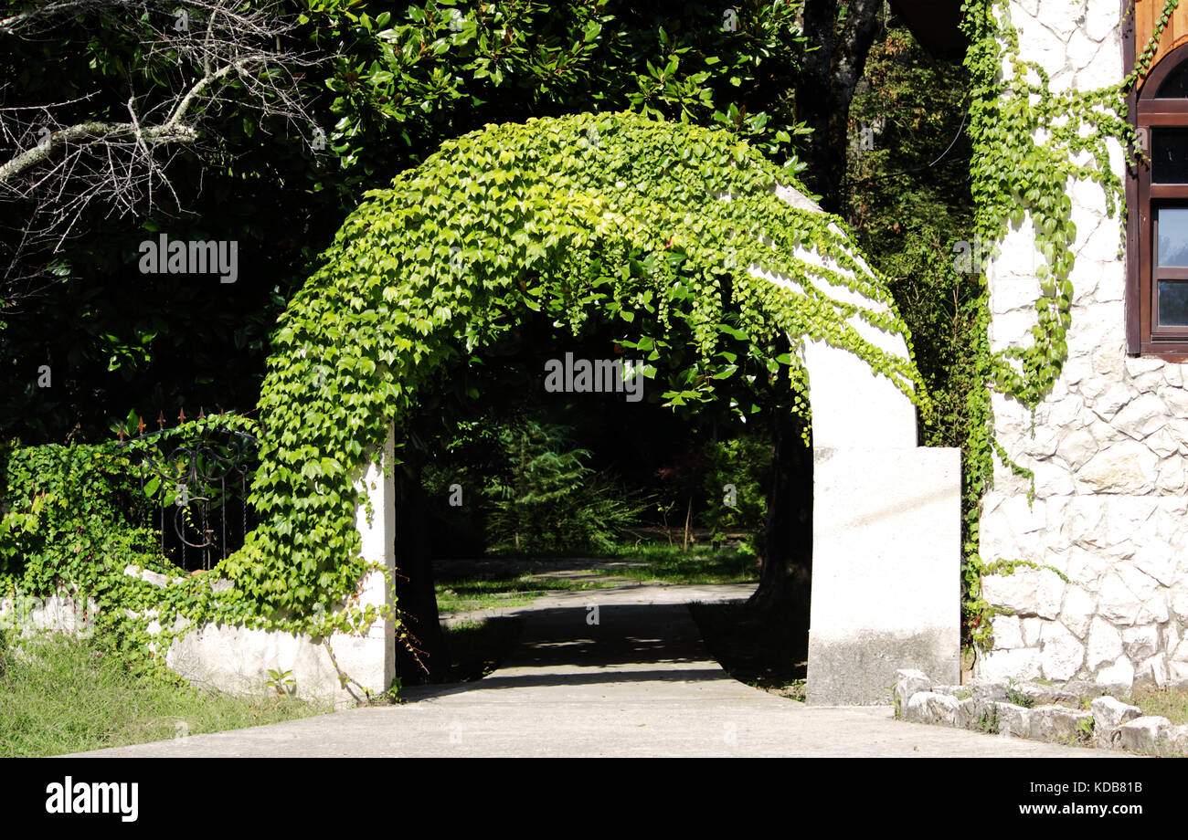 white round arch in the open air, half overgrown with a decorative vine - ivy. Krasnodar region. Stock Photo