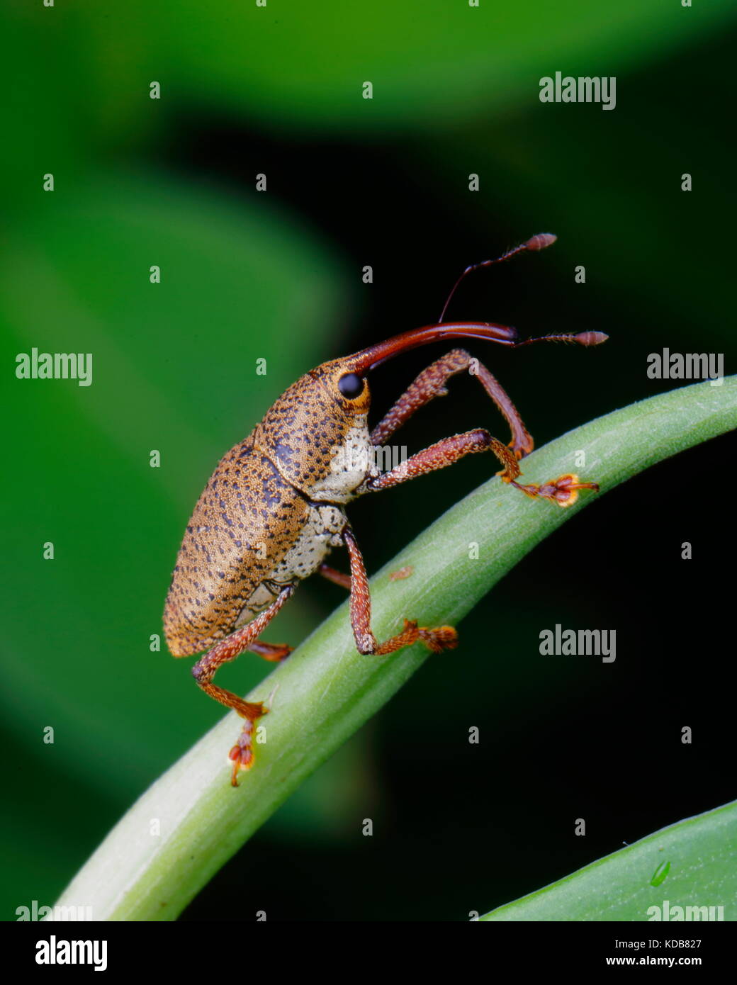 A Yellow Weevil, Curculionidae Family, Crawling On A Plant Stem Stock ...