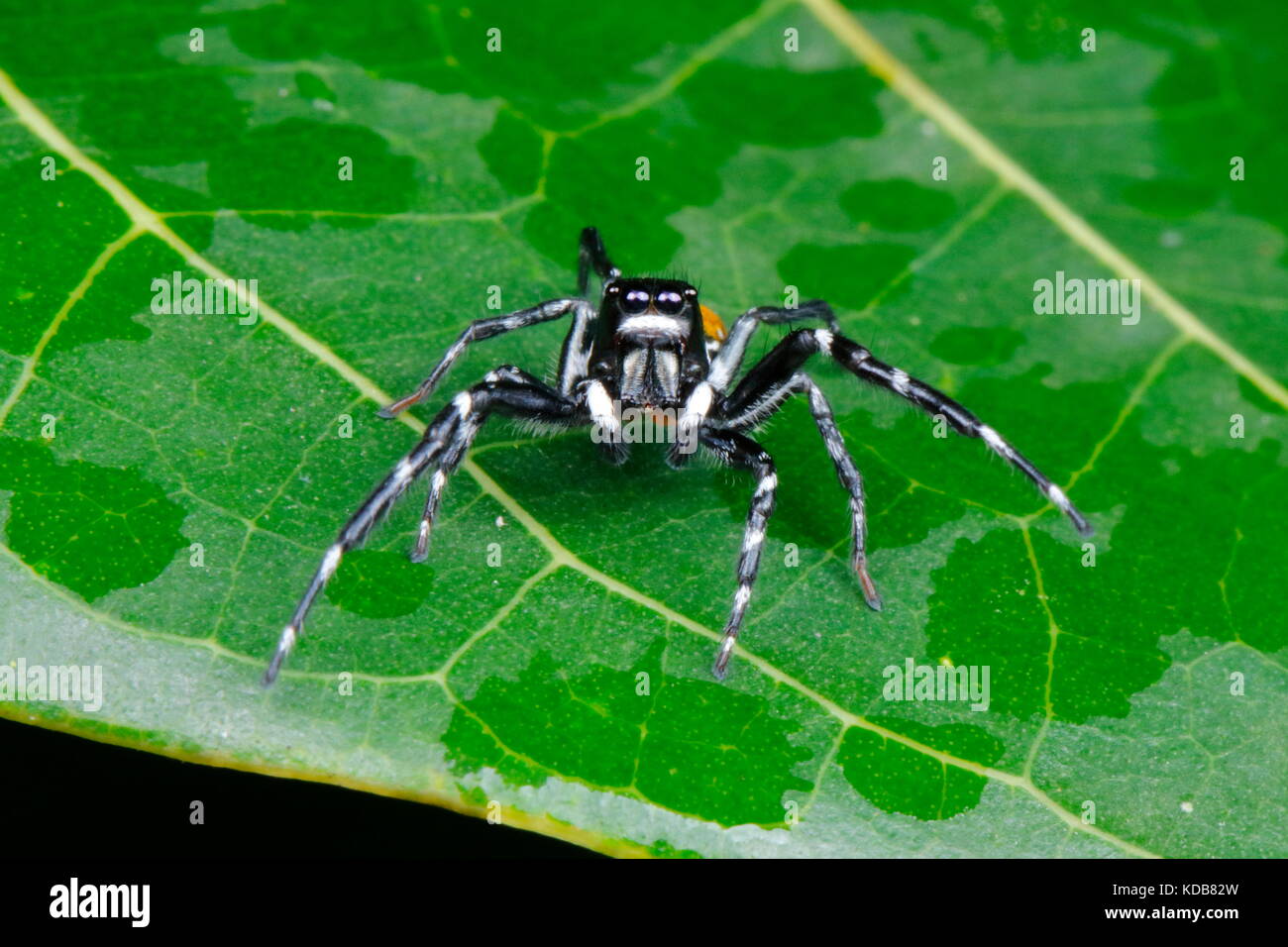 A Phidippus jumping spider on a leaf. Stock Photo