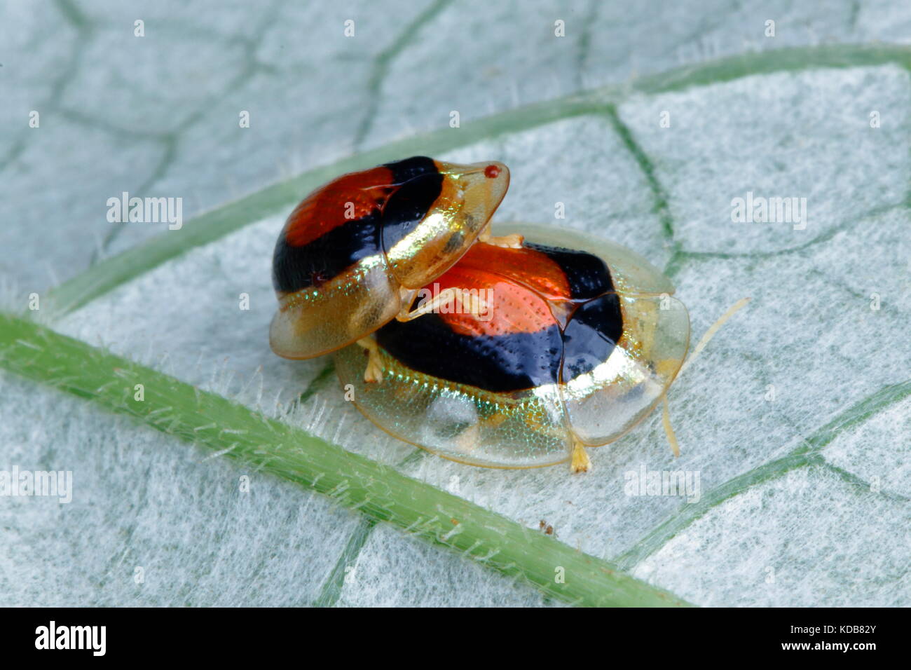 A pair of darting Tortoise Beetles, Charidotella species, mating on a leaf. Stock Photo