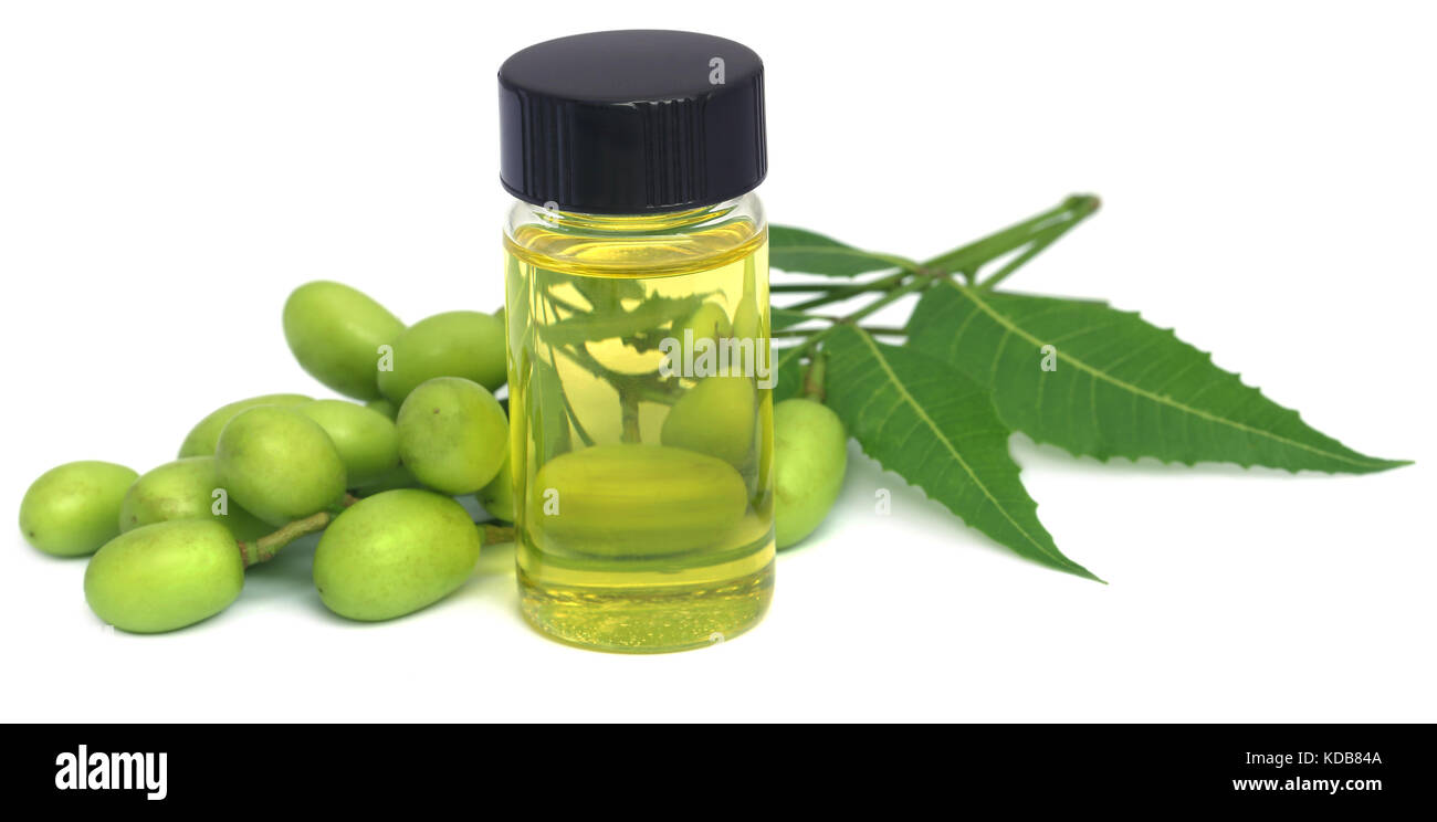 Medicinal neem extract with fruits and leaves Stock Photo
