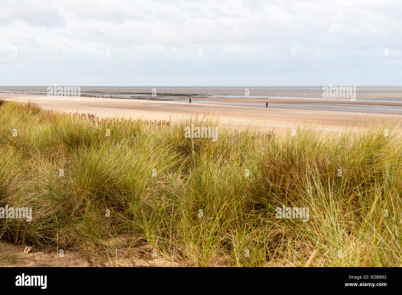 Marram grass growing on the dunes behind Brancaster beach on the North Norfolk coast. Stock Photo