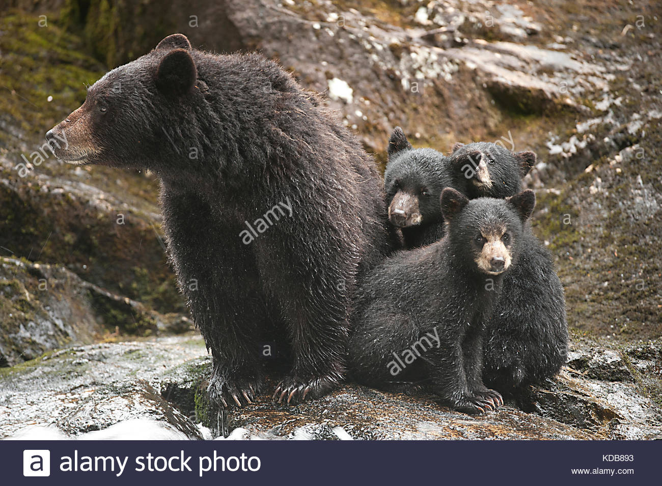 Black Bear Stock Photos & Black Bear Stock Images - Alamy