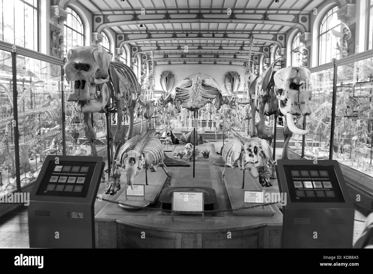The Gallery of Paleontology and Comparative Anatomy, Paris Stock Photo