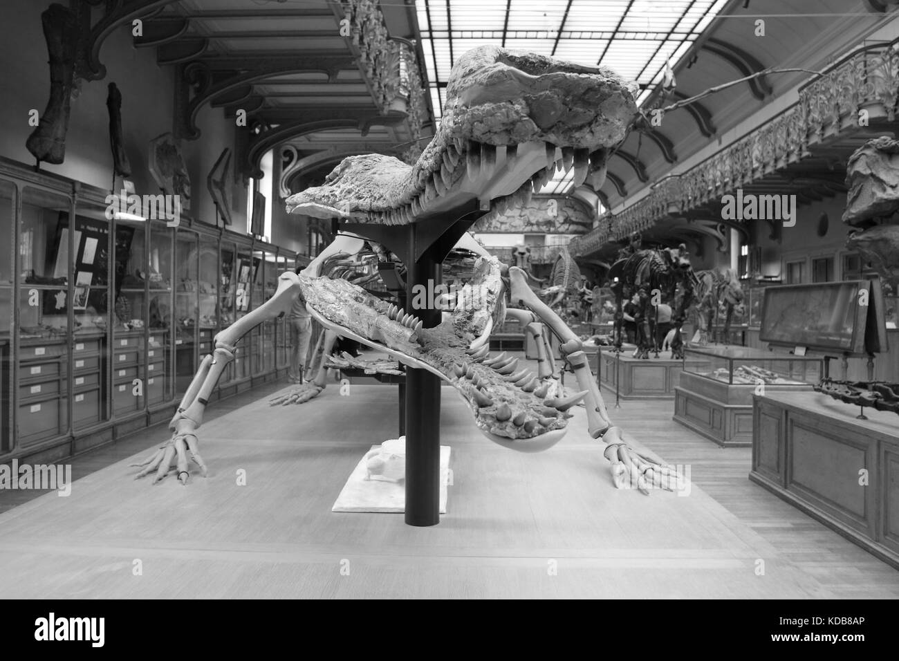 The Gallery of Paleontology and Comparative Anatomy, Paris Stock Photo