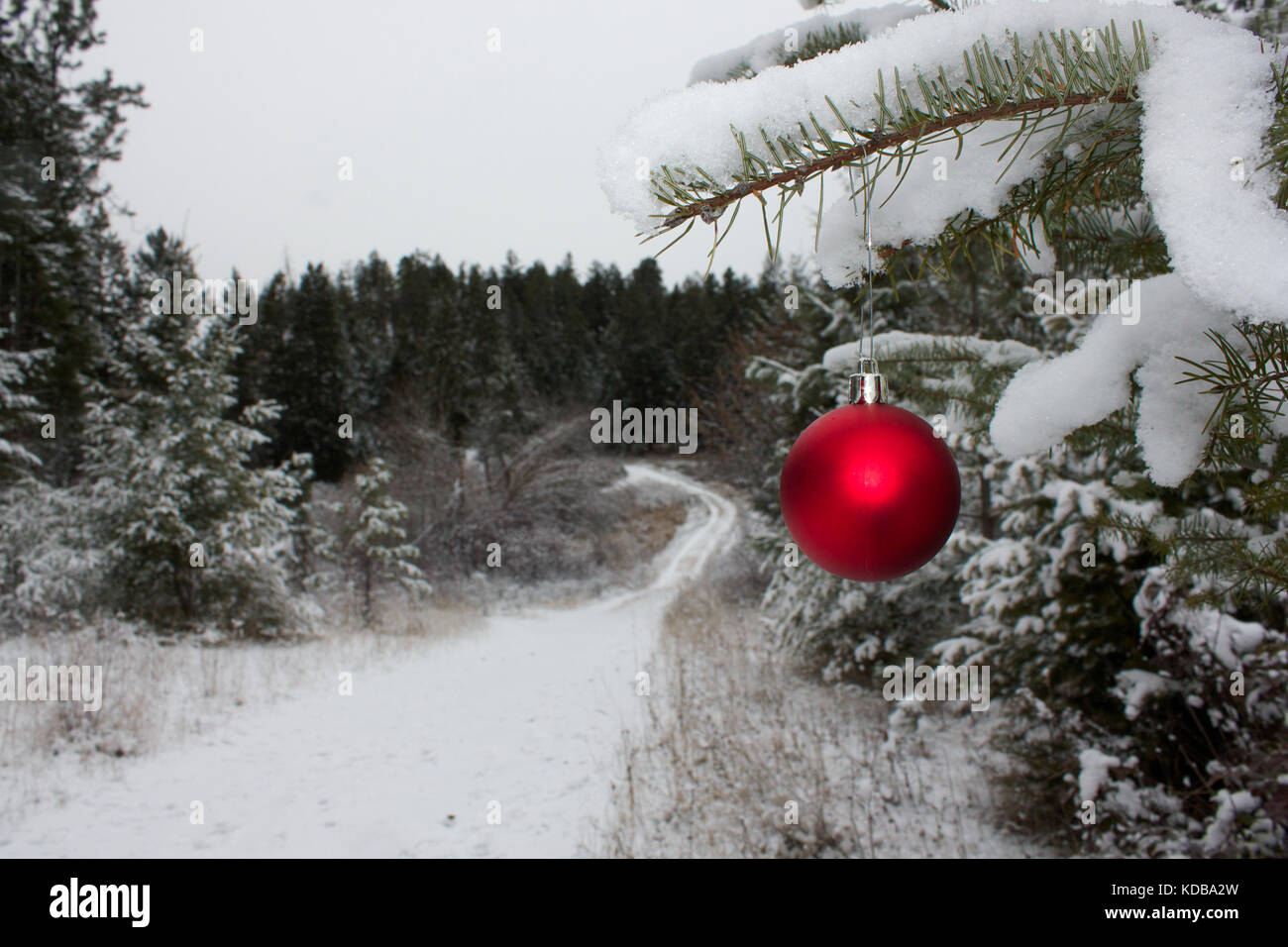 Red Christmas ornament hanging on snow covered branch of an evergreen tree Stock Photo