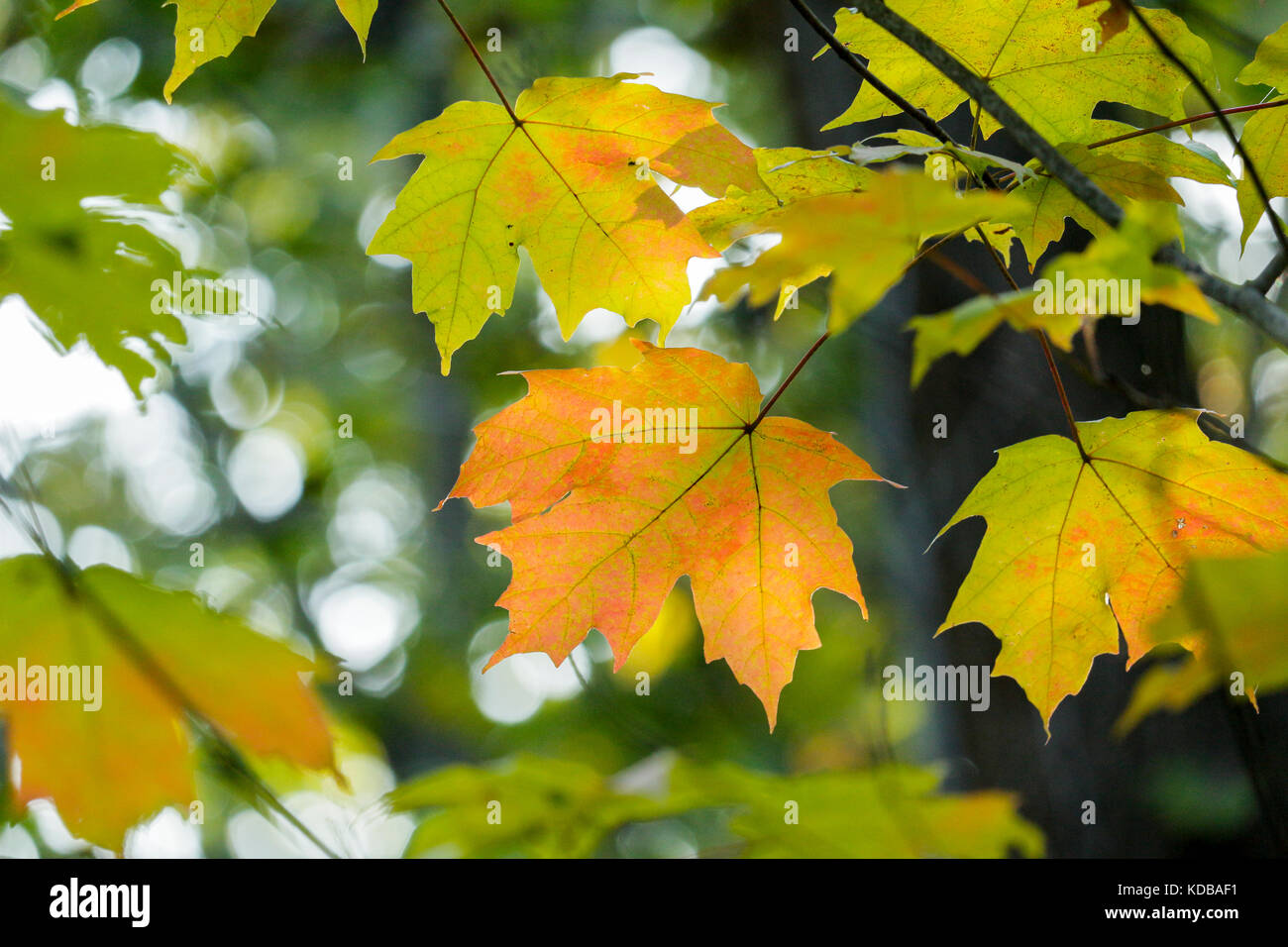 Sugar maple leaves turning color in autumn Stock Photo Alamy