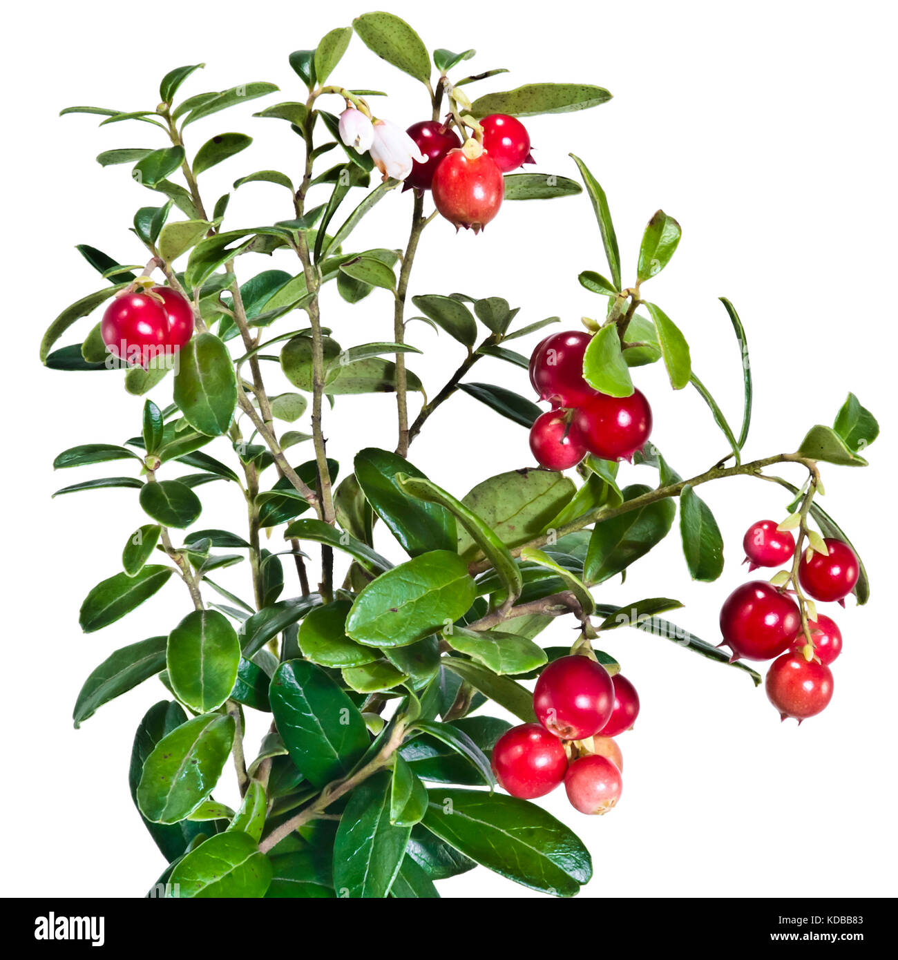 Cranberry berry branch hires stock photography and images Alamy