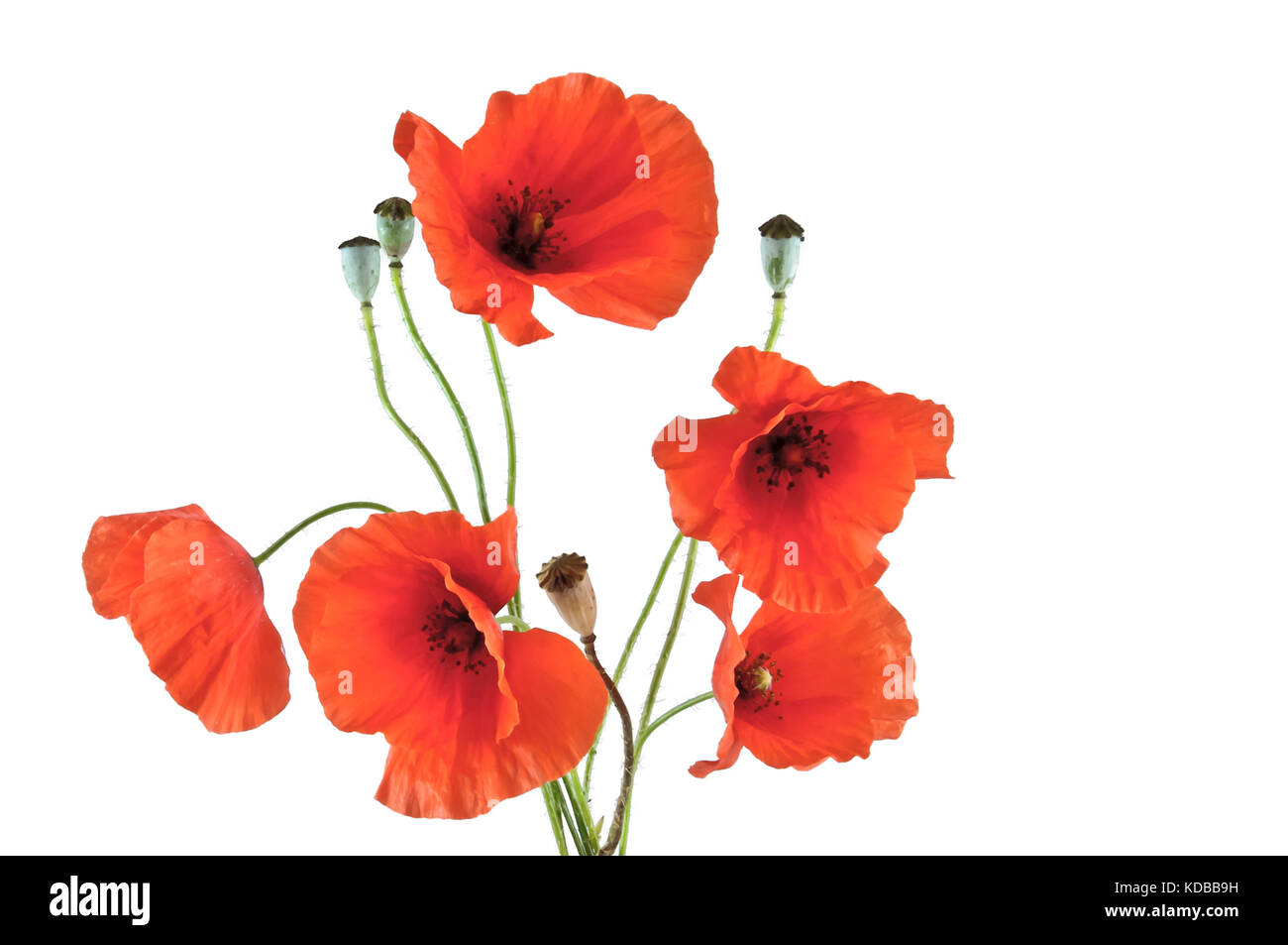 Wild flowers red poppies Cut Out Stock Images & Pictures - Alamy