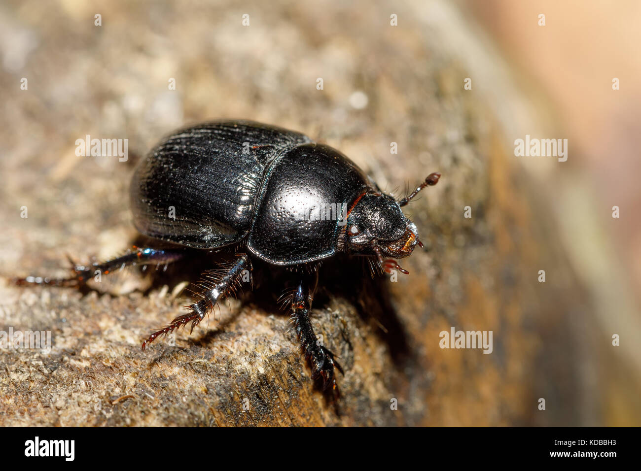 Black Earth-boring dung dor beetle, Anoprotrupes stercorosus, portrait on stump at pine forest, macro Stock Photo