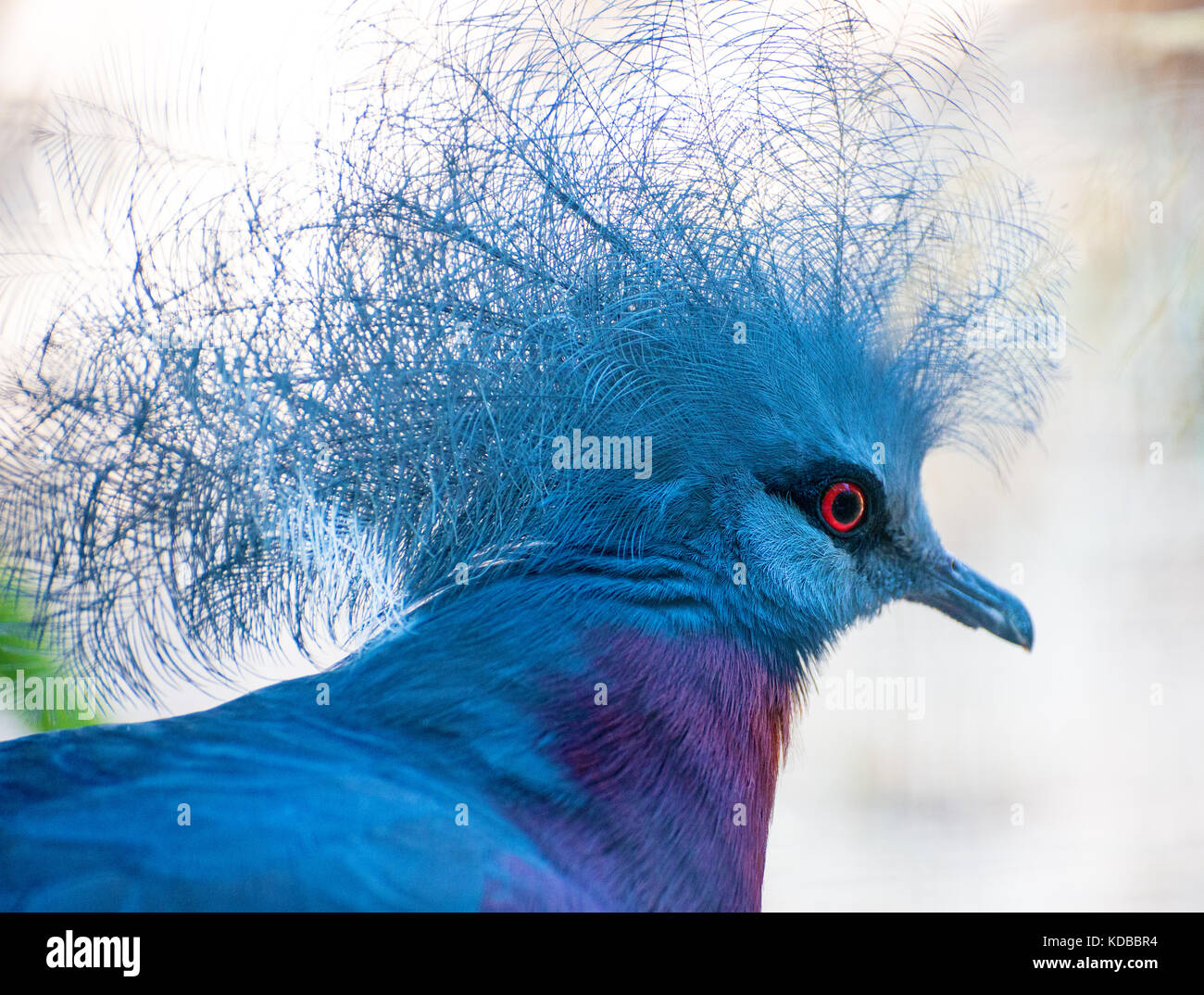 Portrait of Sclater's Crowned-pigeon. Stock Photo