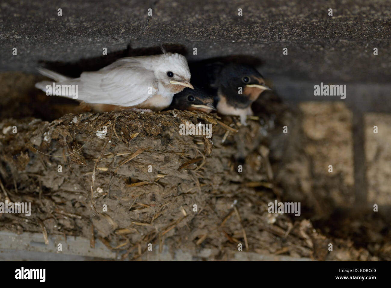 Barn Swallow / Rauchschwalbe ( Hirundo rustica ), chicks in nest, almost fledged, one with white plumage, rare gene mutation, leucistic, leucism, Euro Stock Photo