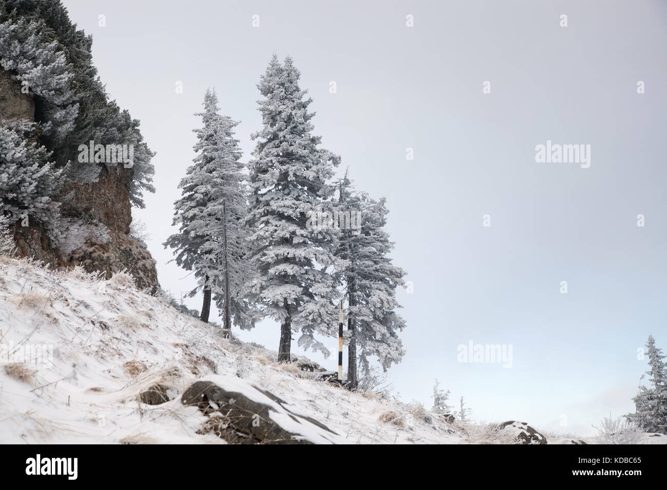 winter landscape with snowy fir trees in the mountains Stock Photo - Alamy