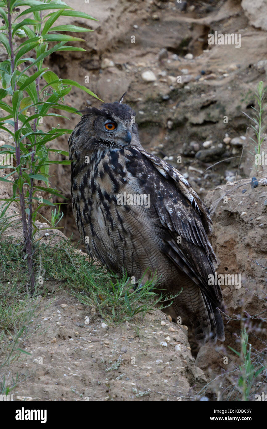 Eurasian Eagle Owl /  Uhu ( Bubo bubo ), adult bird, resting over day in a gravel pit, turning its head, watching back for its chicks, wildlife, Europ Stock Photo