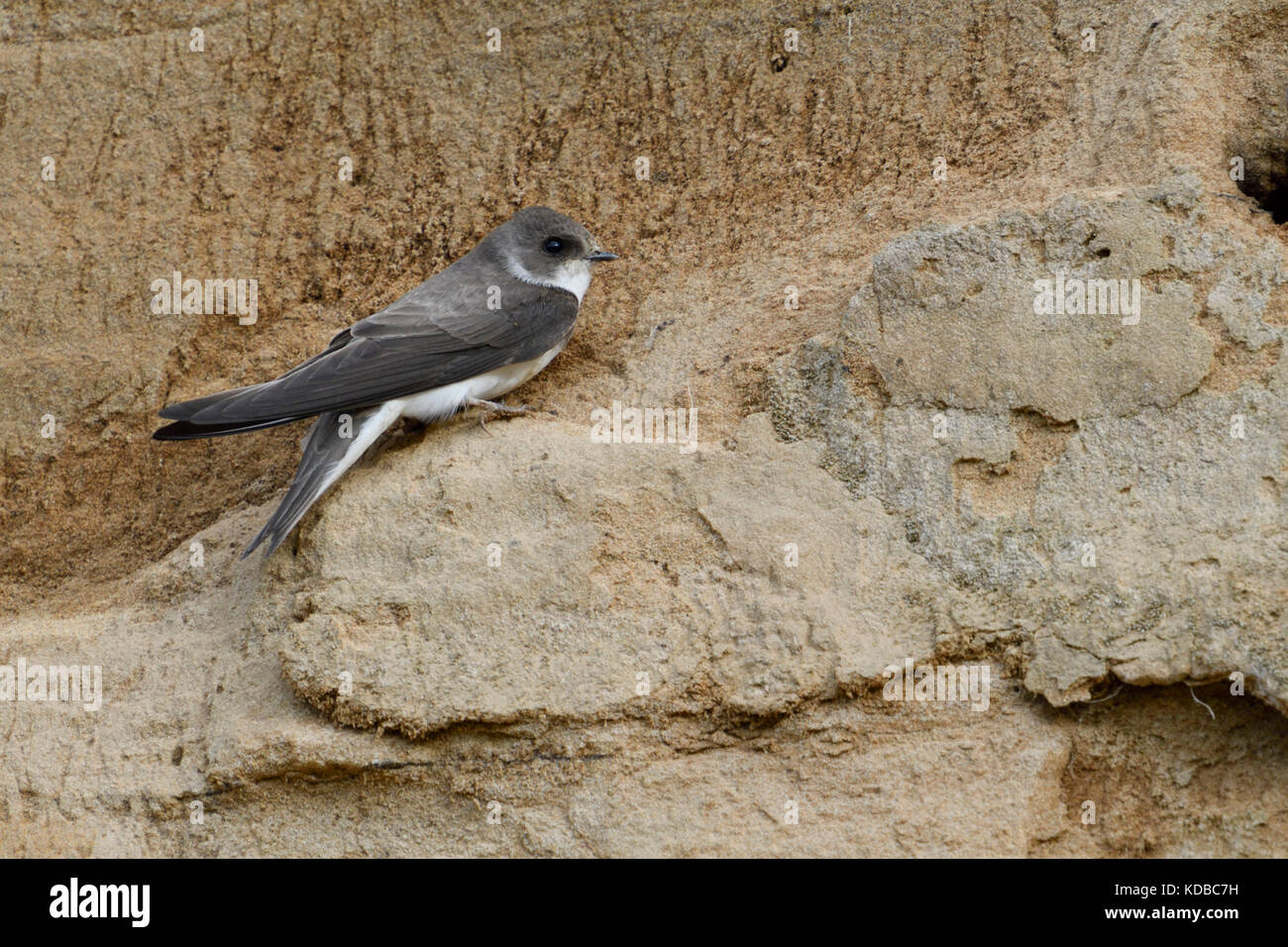 Sand Martin / Bank Swallow / Uferschwalbe ( Riparia riparia) perched on a cliff ledge of a sandy river bank, detailed side view, wildlife, Europe. Stock Photo