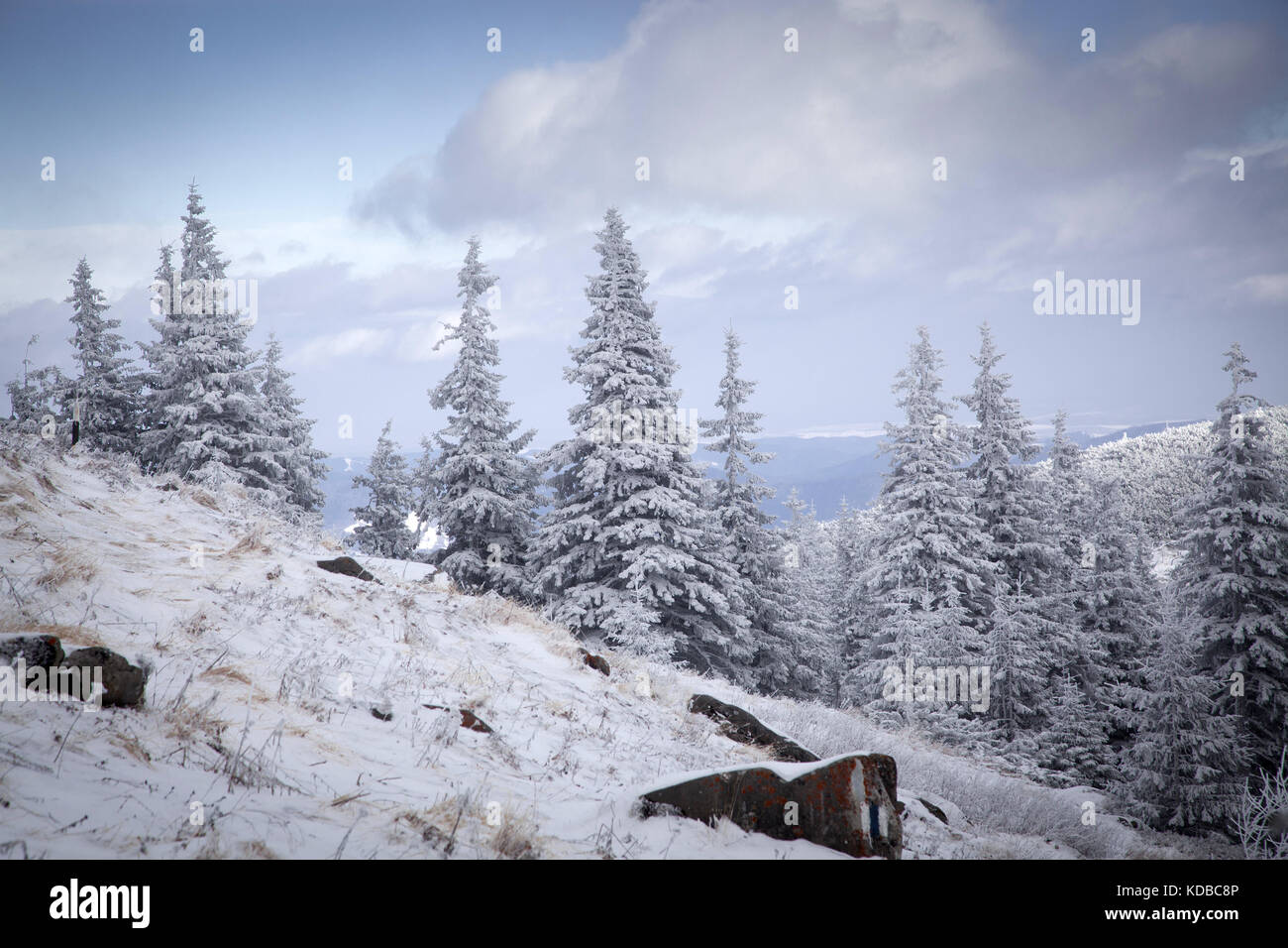 winter landscape with snowy fir trees in the mountains Stock Photo - Alamy