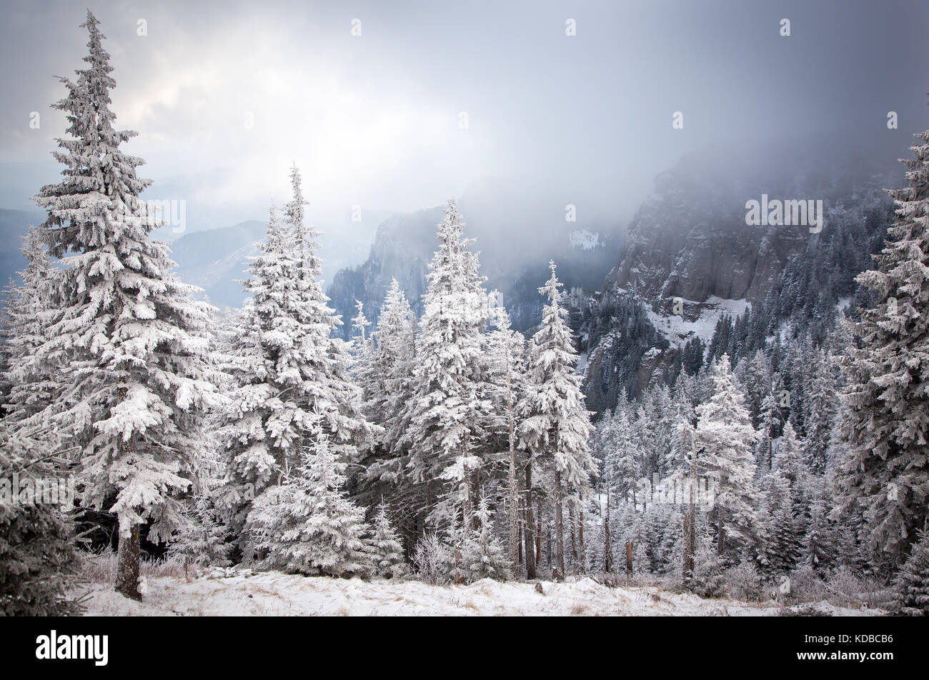 winter landscape with snowy fir trees in the mountains Stock Photo - Alamy