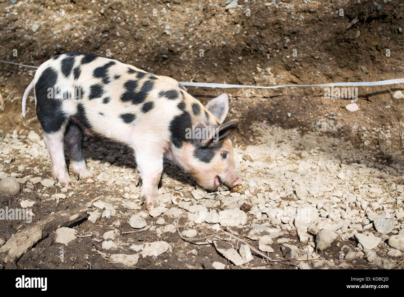 Swedish Pig Hi-Res Stock Photography And Images - Alamy