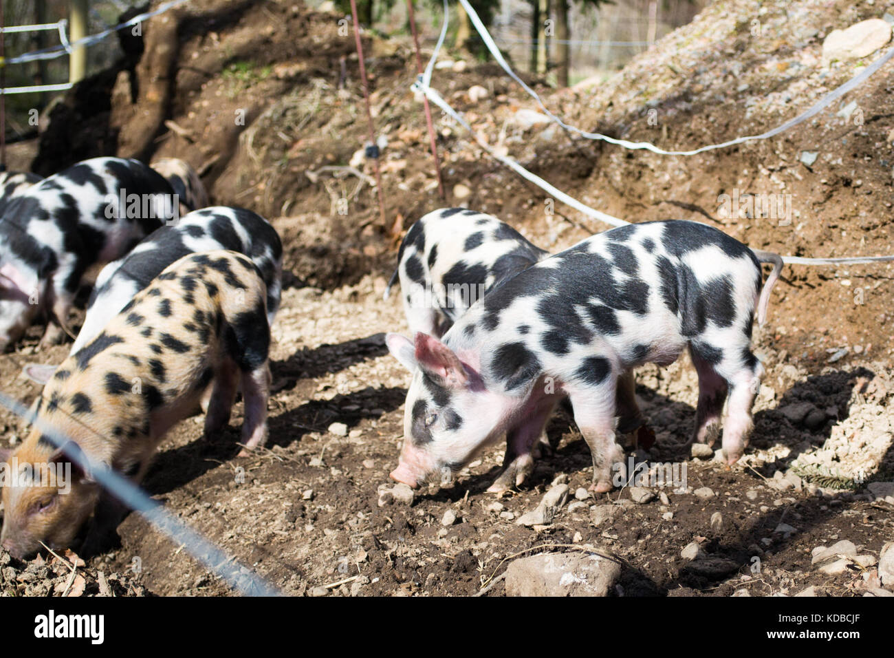 Playful piglets of Swedish pig breed Linerödssvin playing outside in spring light Stock Photo