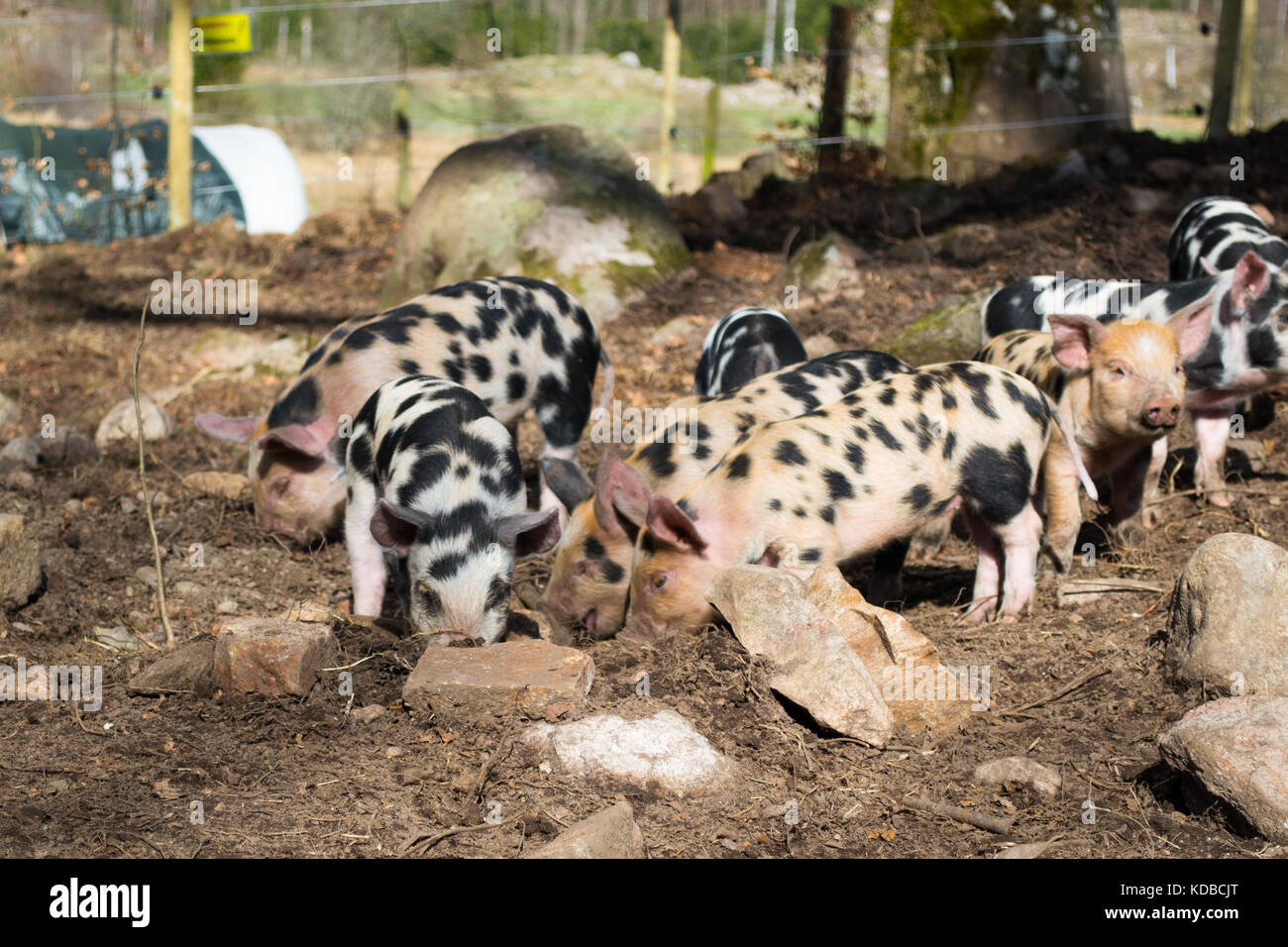 Playful piglets of Swedish pig breed Linerödssvin playing outside in spring light Stock Photo