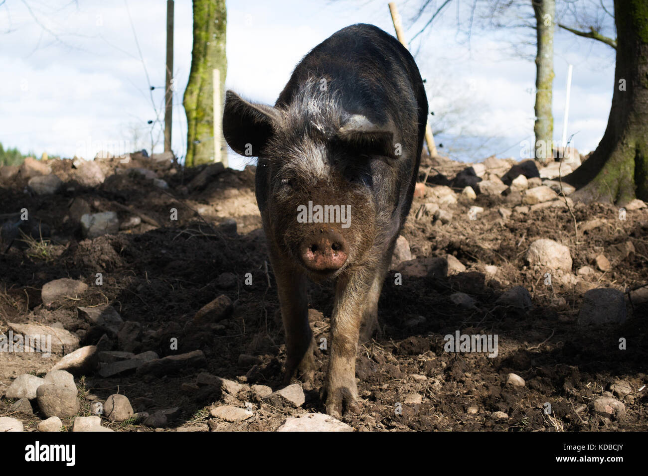 Grown pig of swedish breed Linderödssvin enjoying the spring sunlight Stock Photo