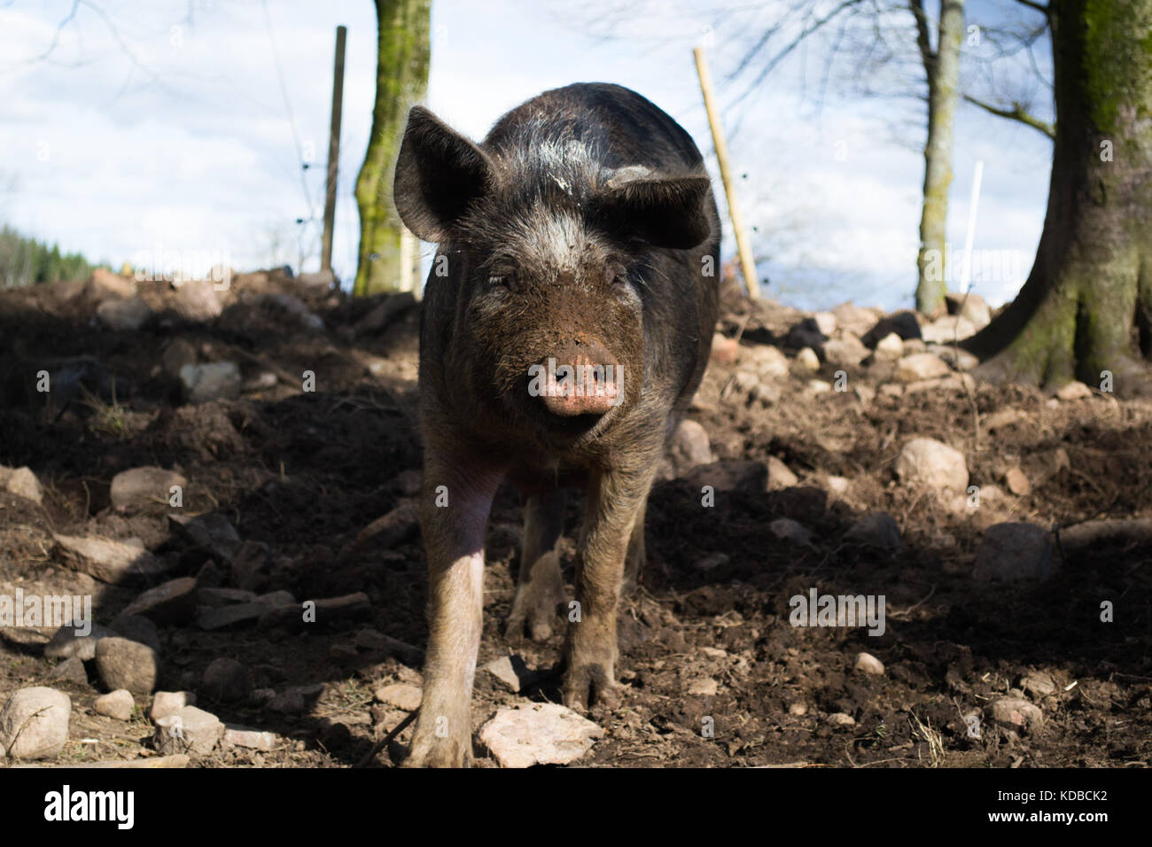 Grown pig of swedish breed Linderödssvin enjoying the spring sunlight Stock Photo
