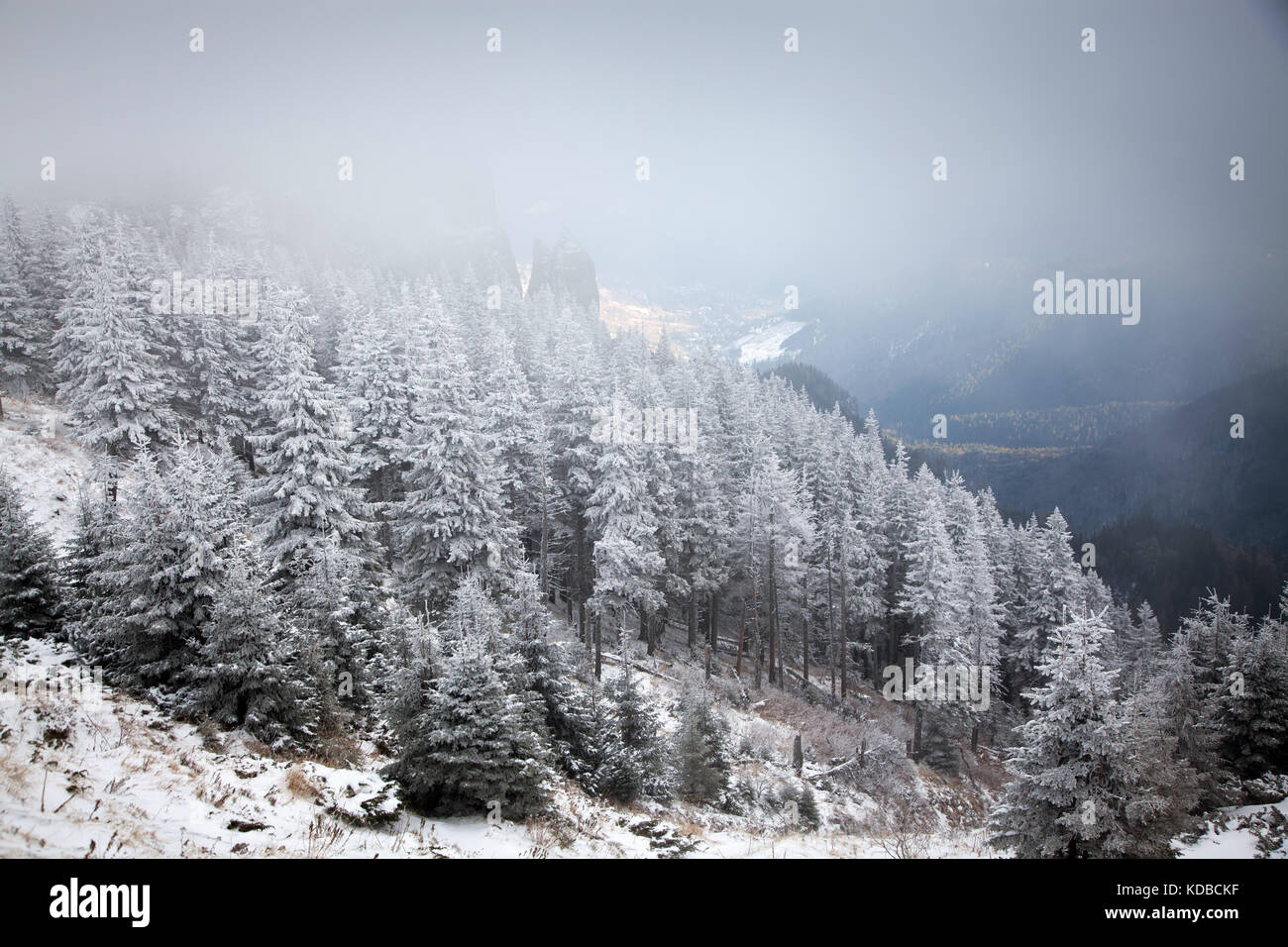 winter landscape with snowy fir trees in the mountains Stock Photo - Alamy