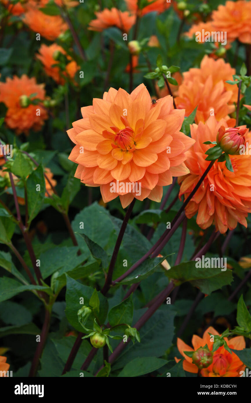 Glasgow Botanic Garden Flowers Stock Photo Alamy