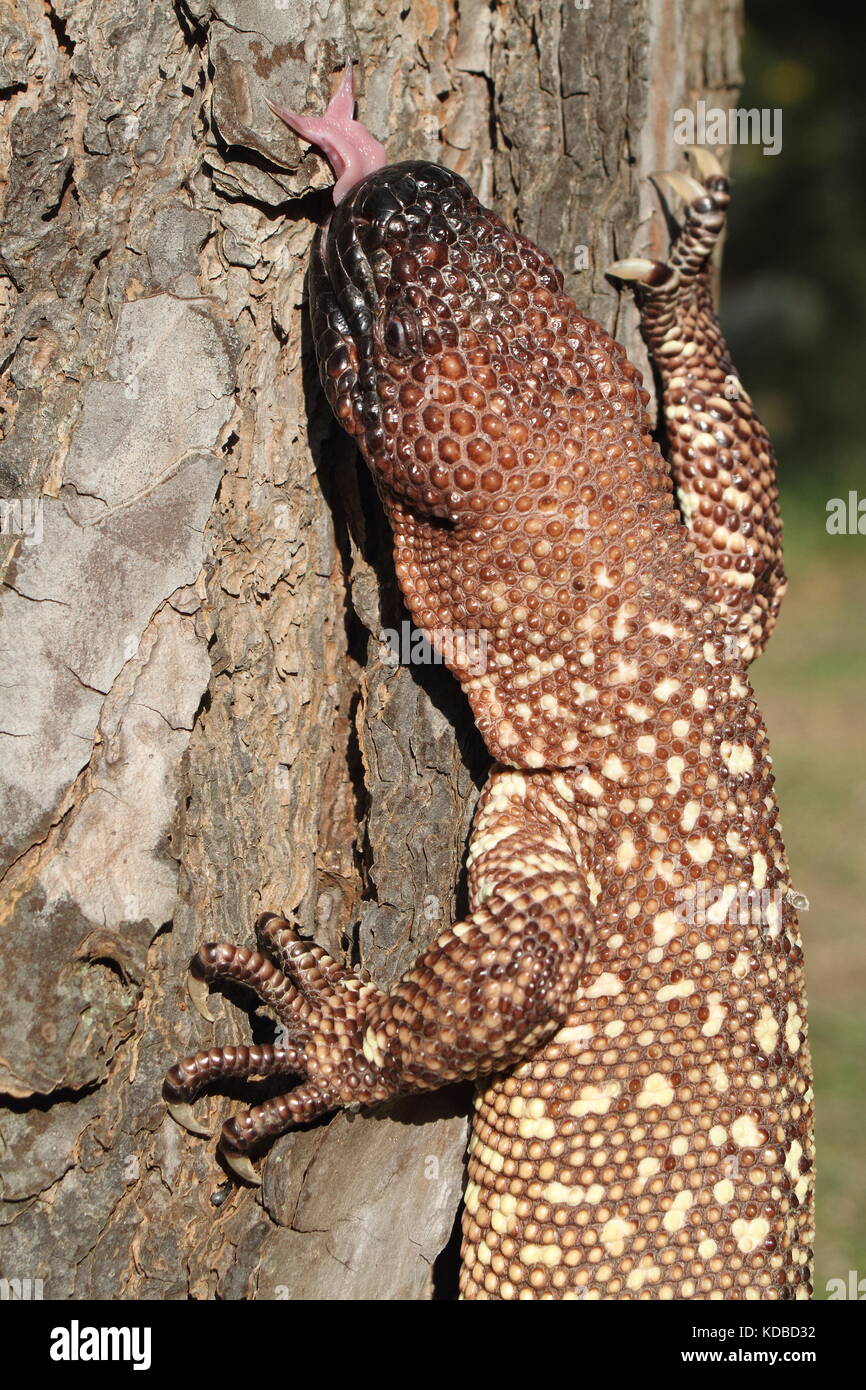 Mexican beaded lizard heloderma horridum hires stock photography and