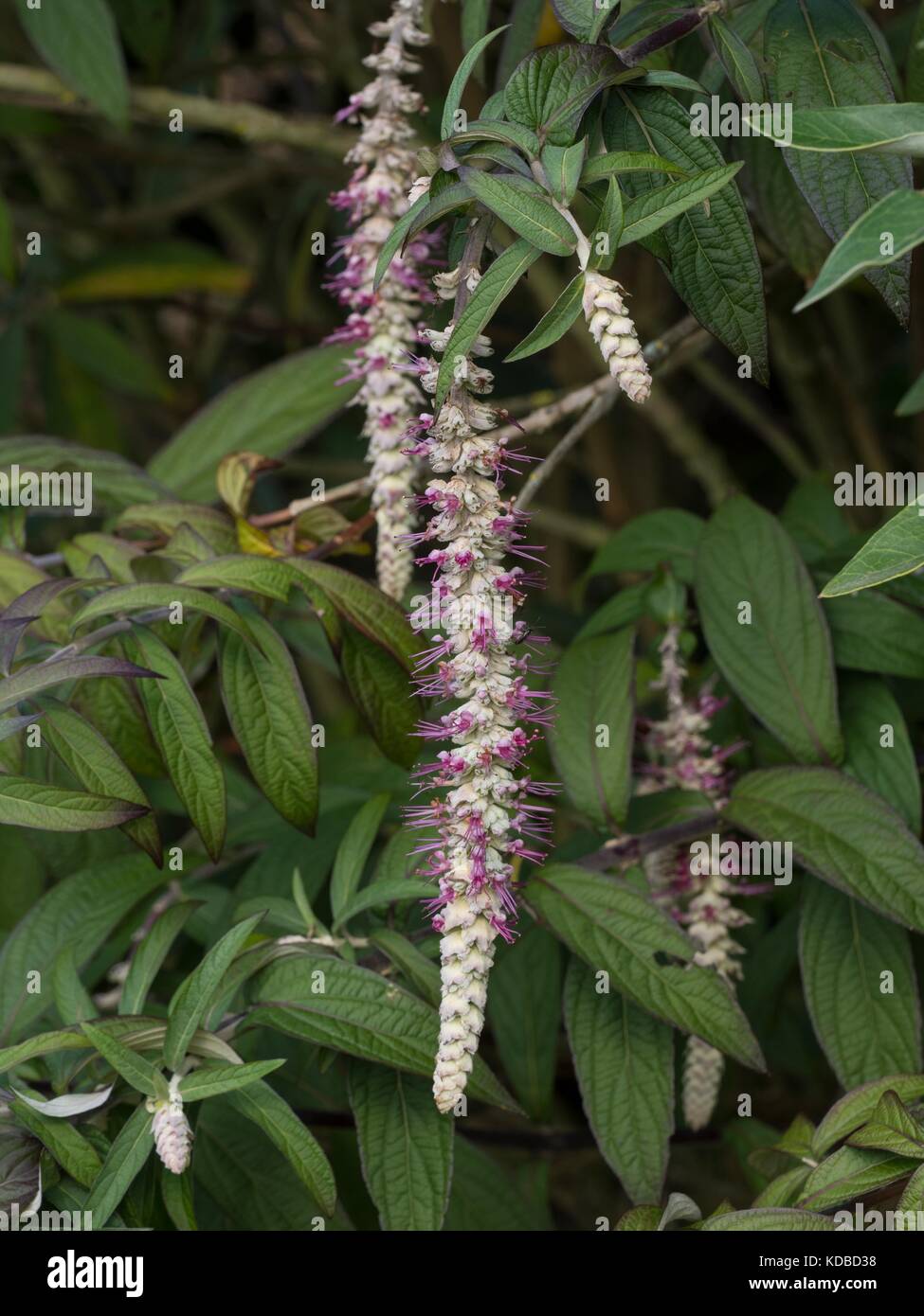 Rostrinucula Dependens, weeping buddleia or weeping butterfly bush. Stock Photo