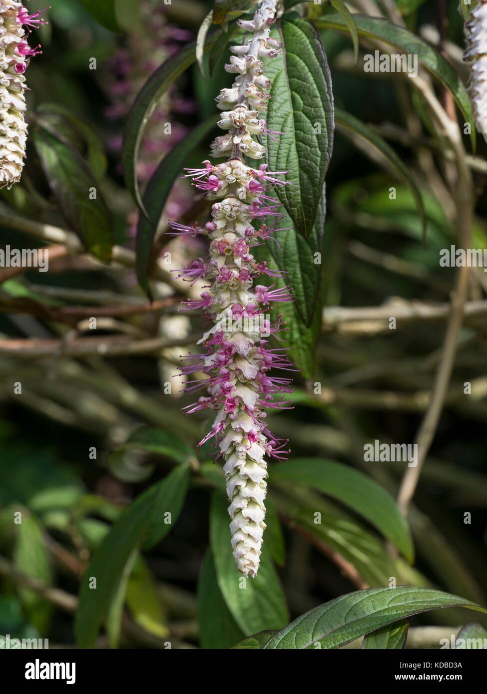 Rostrinucula Dependens, weeping buddleia or weeping butterfly bush. Stock Photo