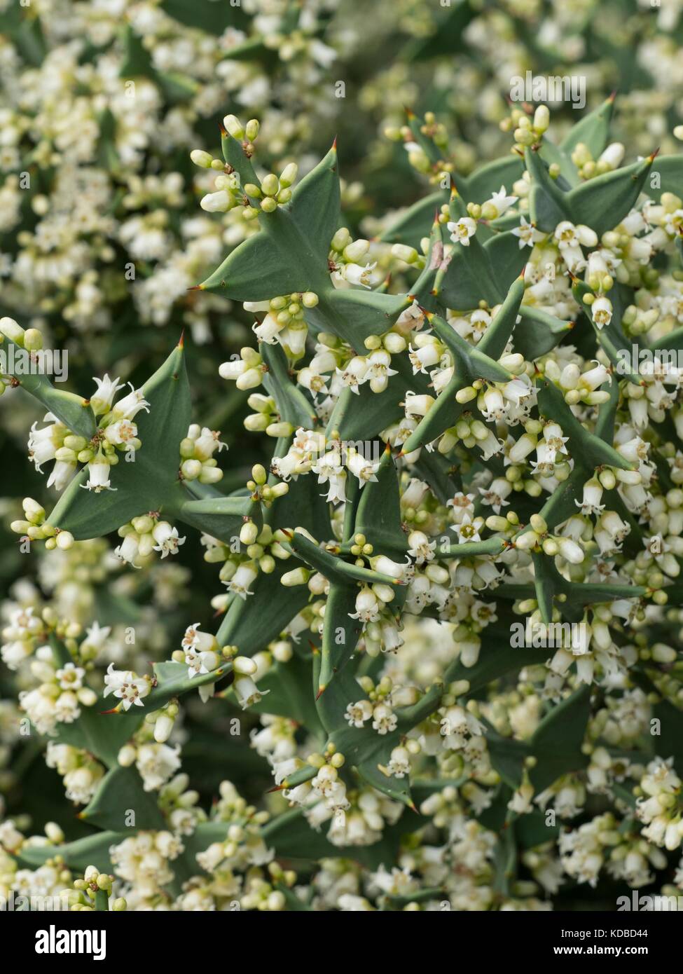 Colletia paradoxa, anchor plant, in flower Stock Photo Alamy