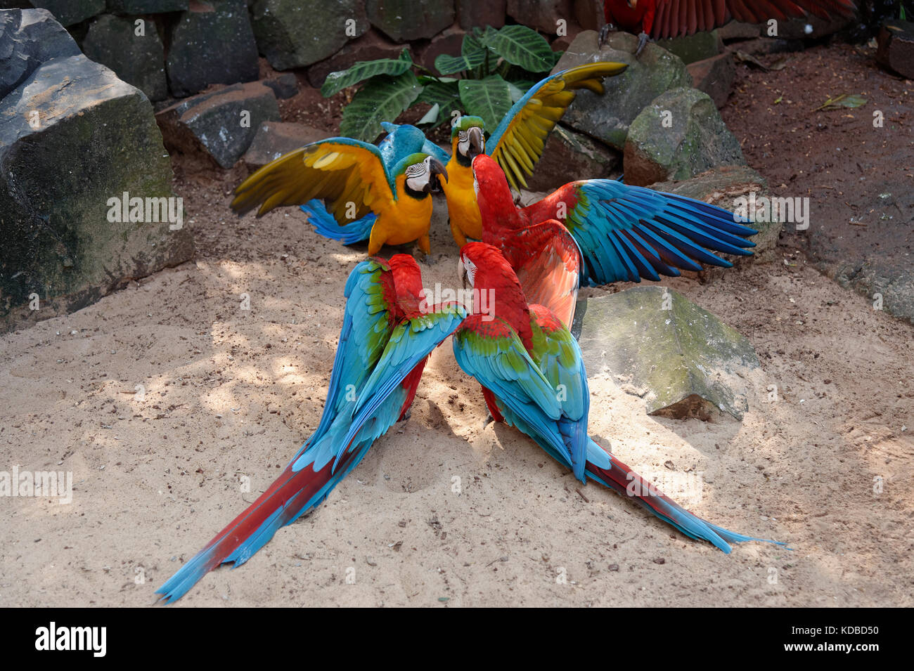 Fighting Red-and-green Macaws (Ara chloropterus) and Blue-and-yellow Macaw (Ara Ararauna), Iguazu National Park, Parana State, Brazil Stock Photo
