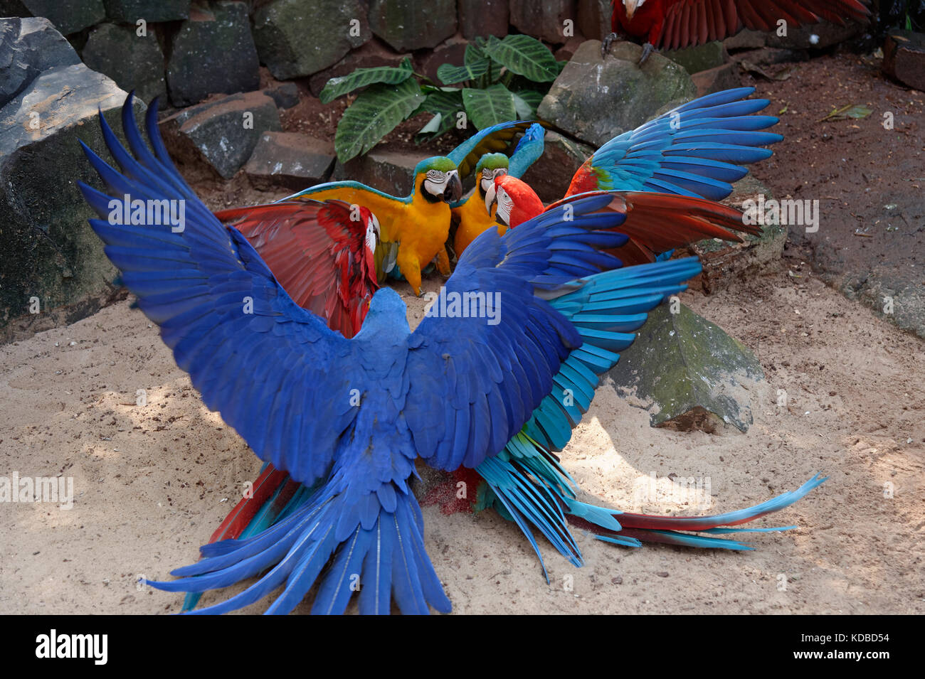 Fighting Red-and-green Macaws (Ara chloropterus), Blue-and-yellow Macaws (Ara Ararauna), Hyacinth Macaw (Anodorhynchus hyacinthinus), Iguazu National  Stock Photo