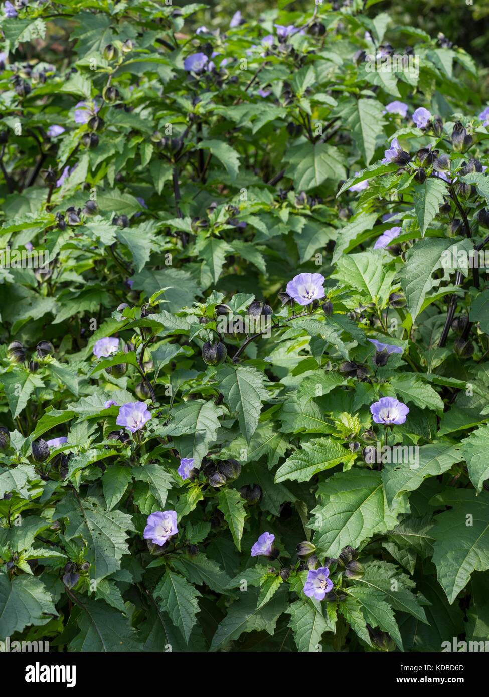 Nicandra physalodes, shoo-fly plant. Stock Photo