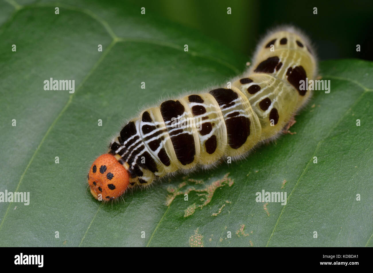 Caterpillar caterpiller hi-res stock photography and images - Alamy