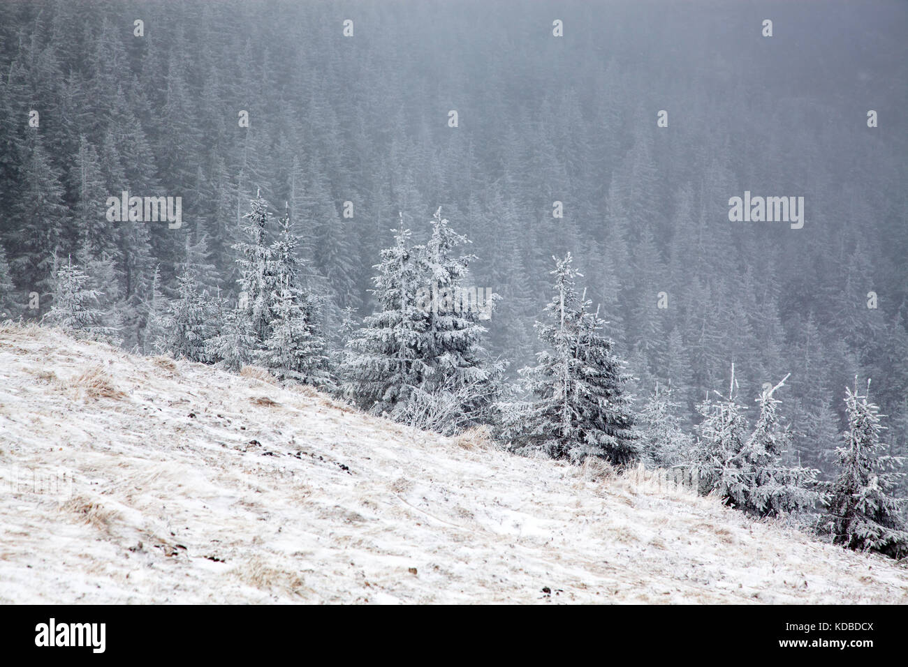 winter landscape with snowy fir trees in the mountains Stock Photo - Alamy