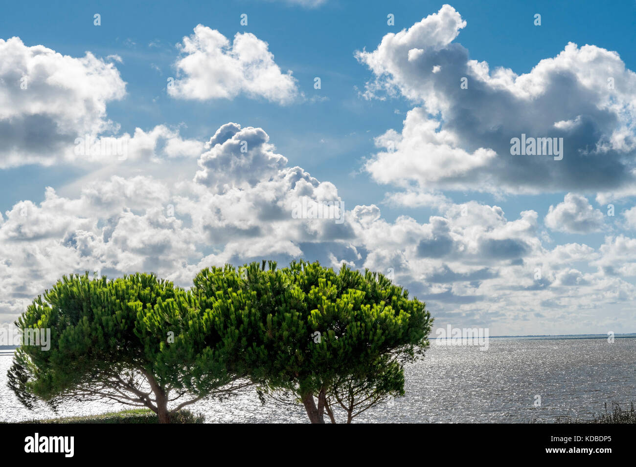 Parasol pines at the coast of the atlantic ocean Stock Photo