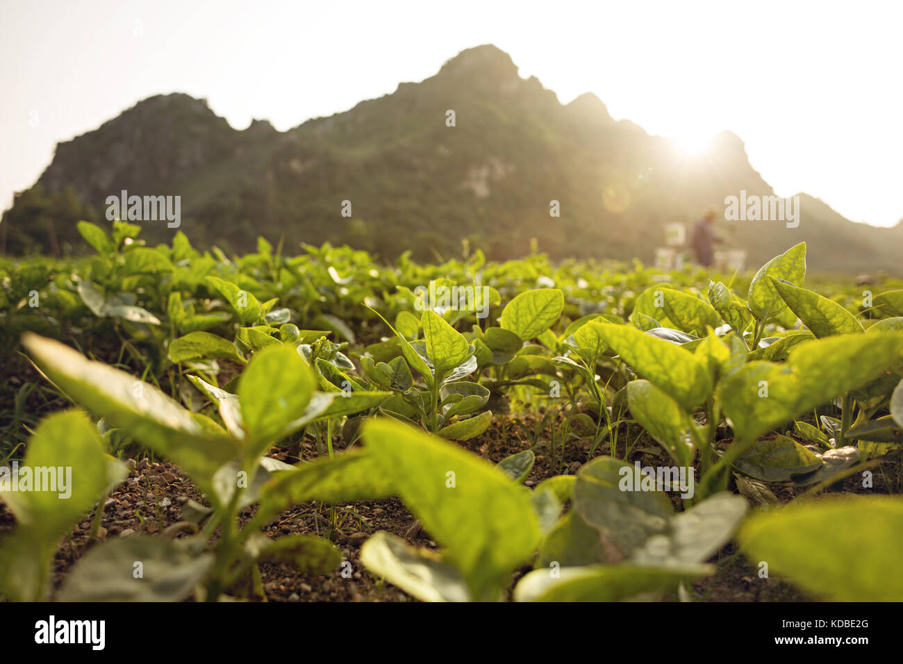 Field plants sunlight nature hi-res stock photography and images - Alamy