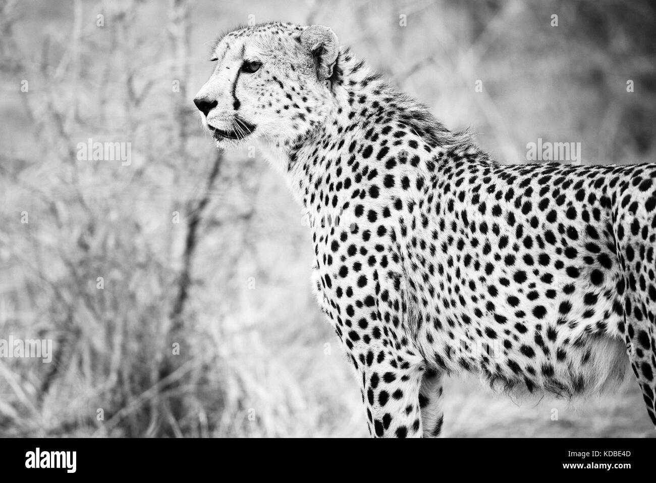 Cheetah, Madikwe Game Reserve, South Africa Stock Photo - Alamy
