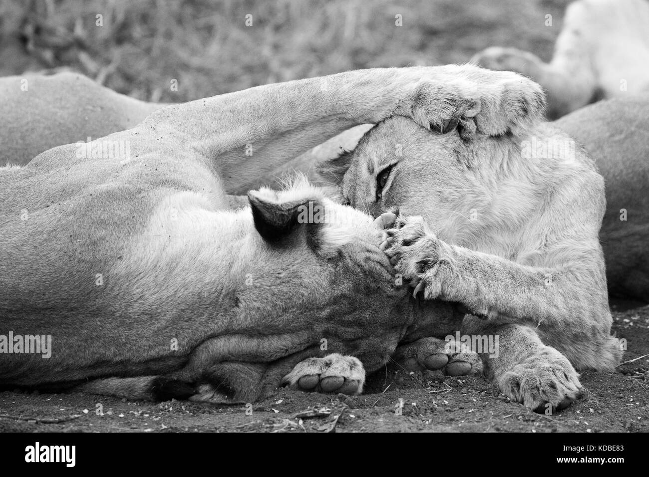 Lioness and her cub, Madikwe Game Reserve, South Africa, 2016 Stock Photo