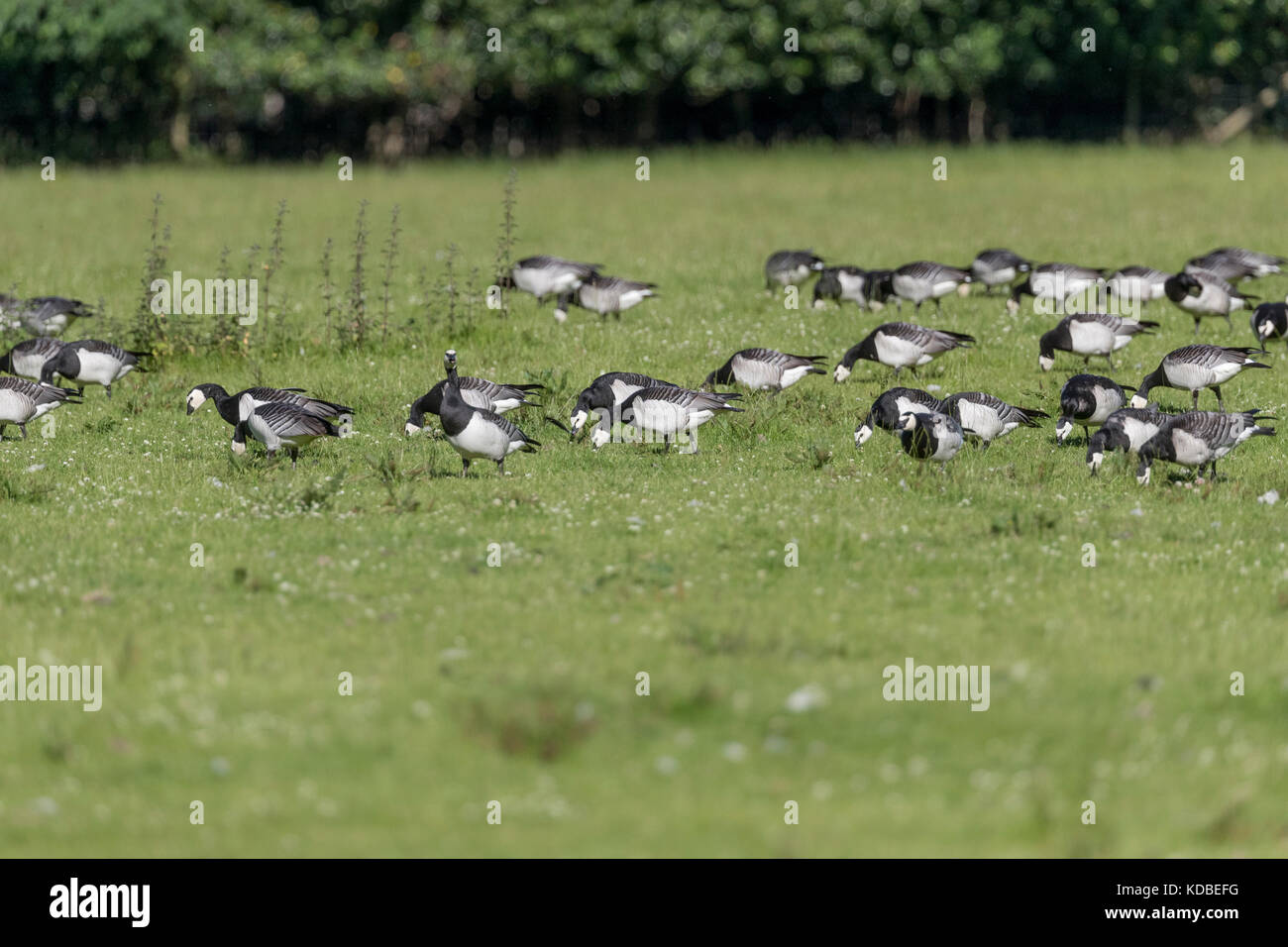 Barnacle Goose; Branta leucopsis Flock Feeding in Field Cumbria; UK Stock Photo