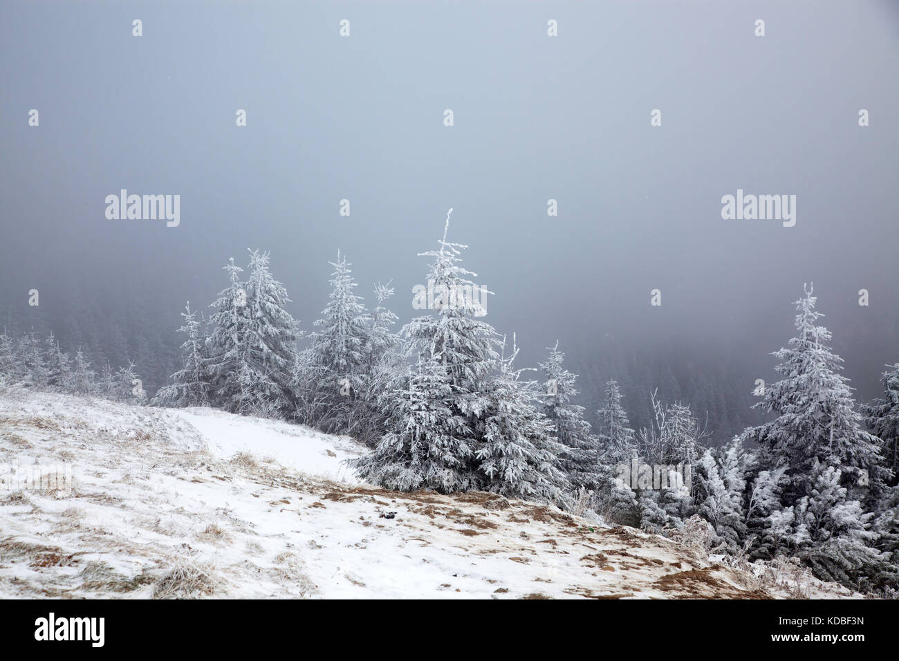 winter landscape with snowy fir trees in the mountains Stock Photo - Alamy