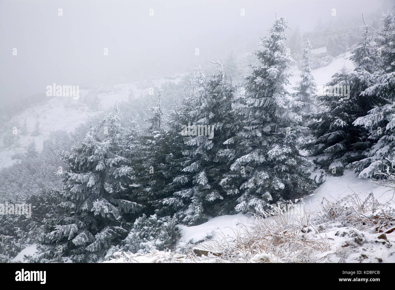 winter landscape with snowy fir trees in the mountains Stock Photo - Alamy