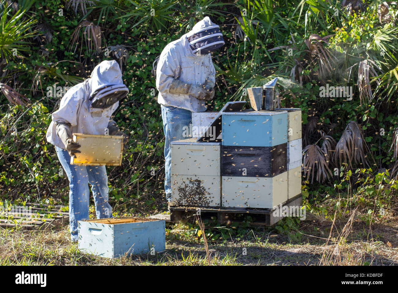 Natural beehive hi-res stock photography and images - Alamy