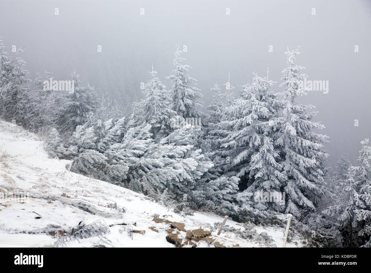 winter landscape with snowy fir trees in the mountains Stock Photo - Alamy