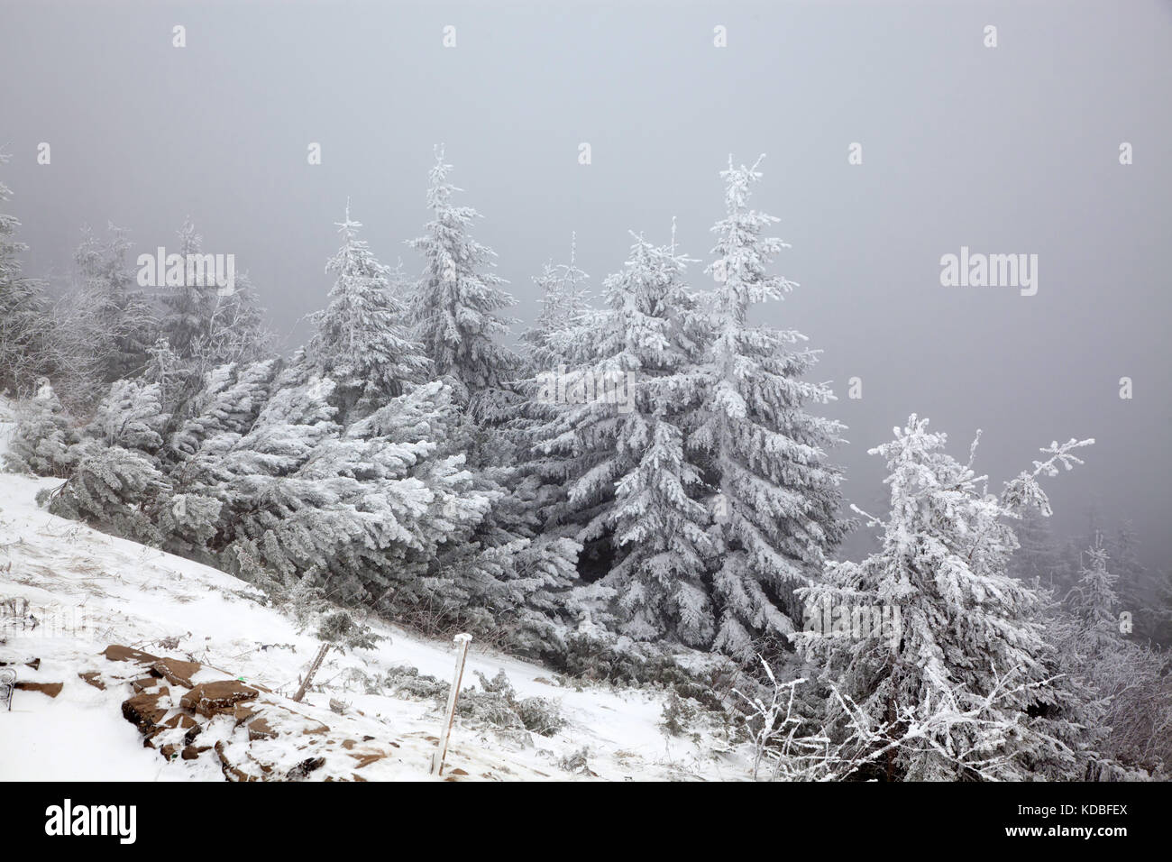 winter landscape with snowy fir trees in the mountains Stock Photo - Alamy