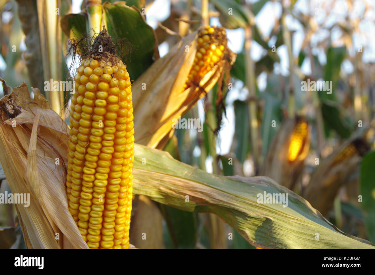 Corn cob on field ready to harvest. Autumn sunny day rural theme Stock ...