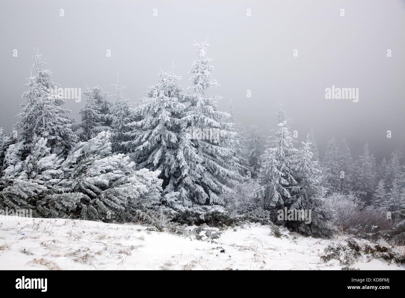 winter landscape with snowy fir trees in the mountains Stock Photo - Alamy